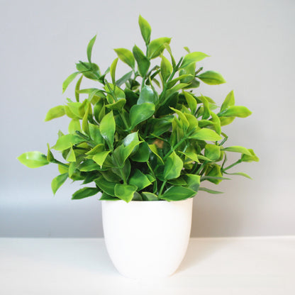 Eucalyptus small potted plant