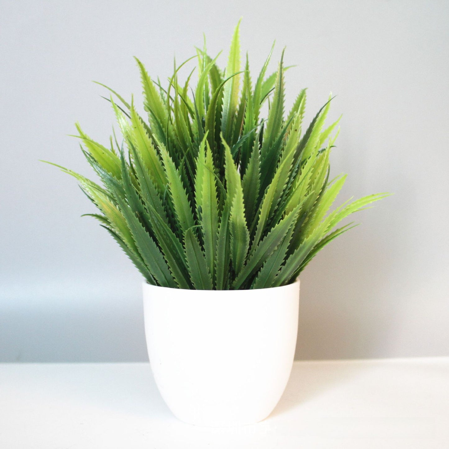 Eucalyptus small potted plant