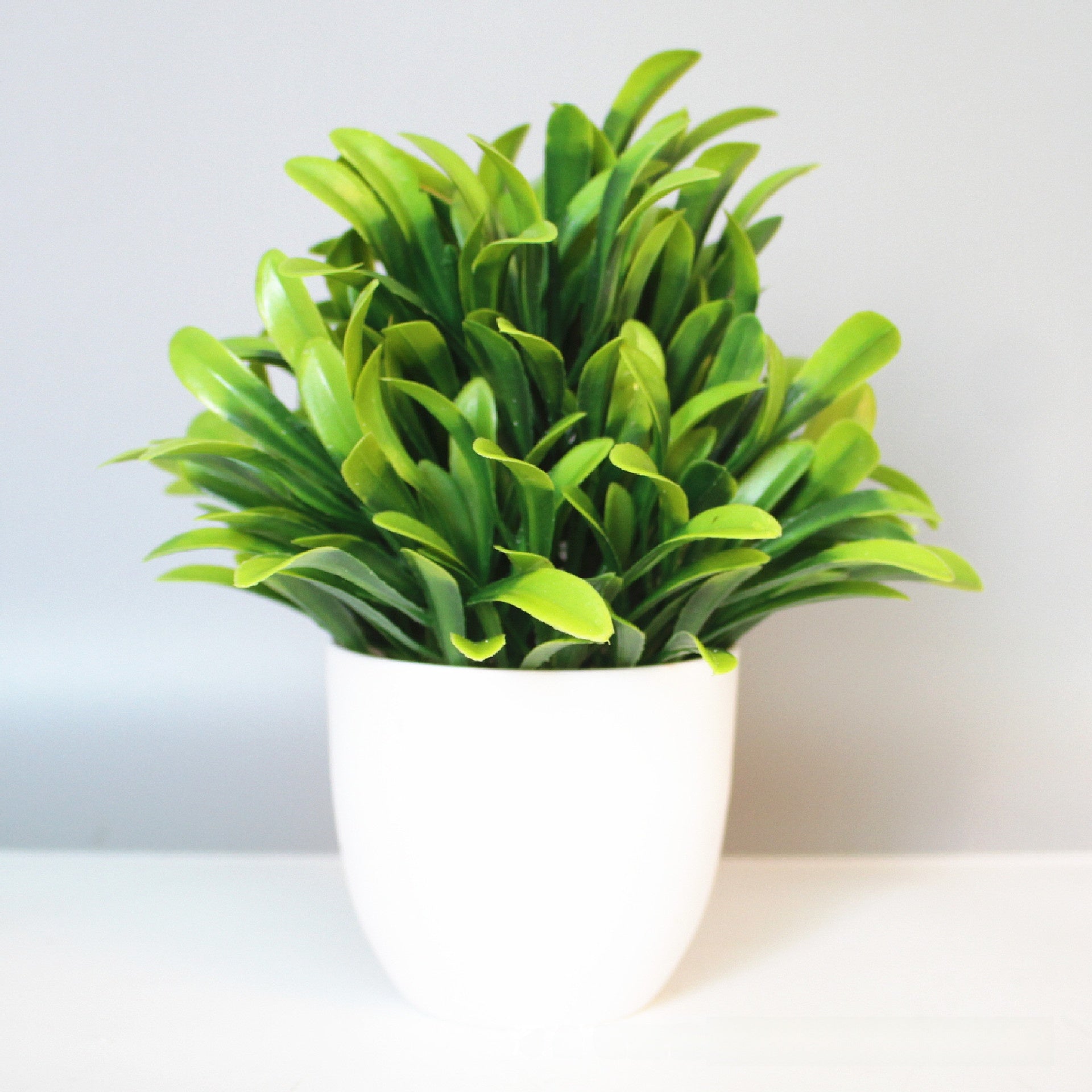 Eucalyptus small potted plant