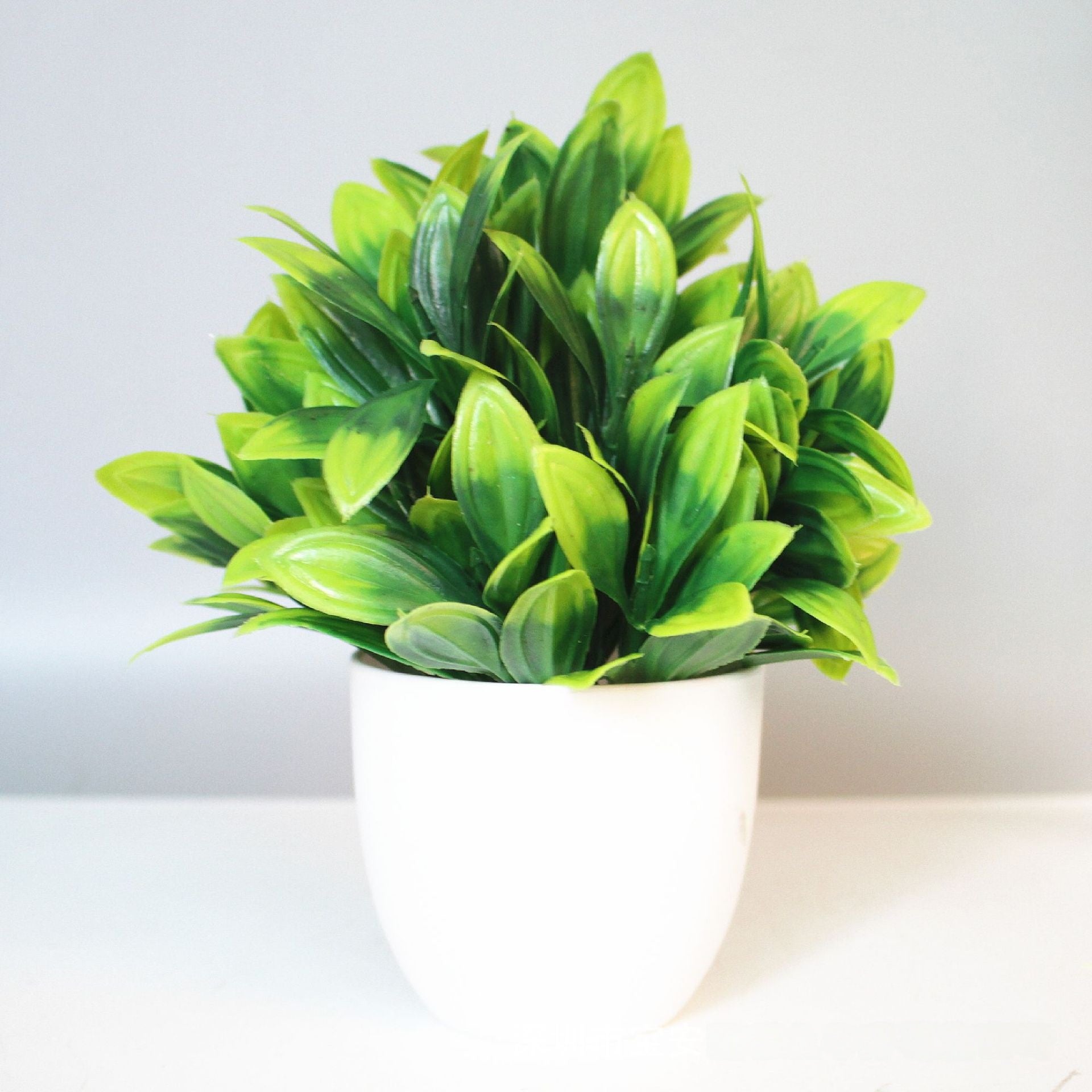 Eucalyptus small potted plant