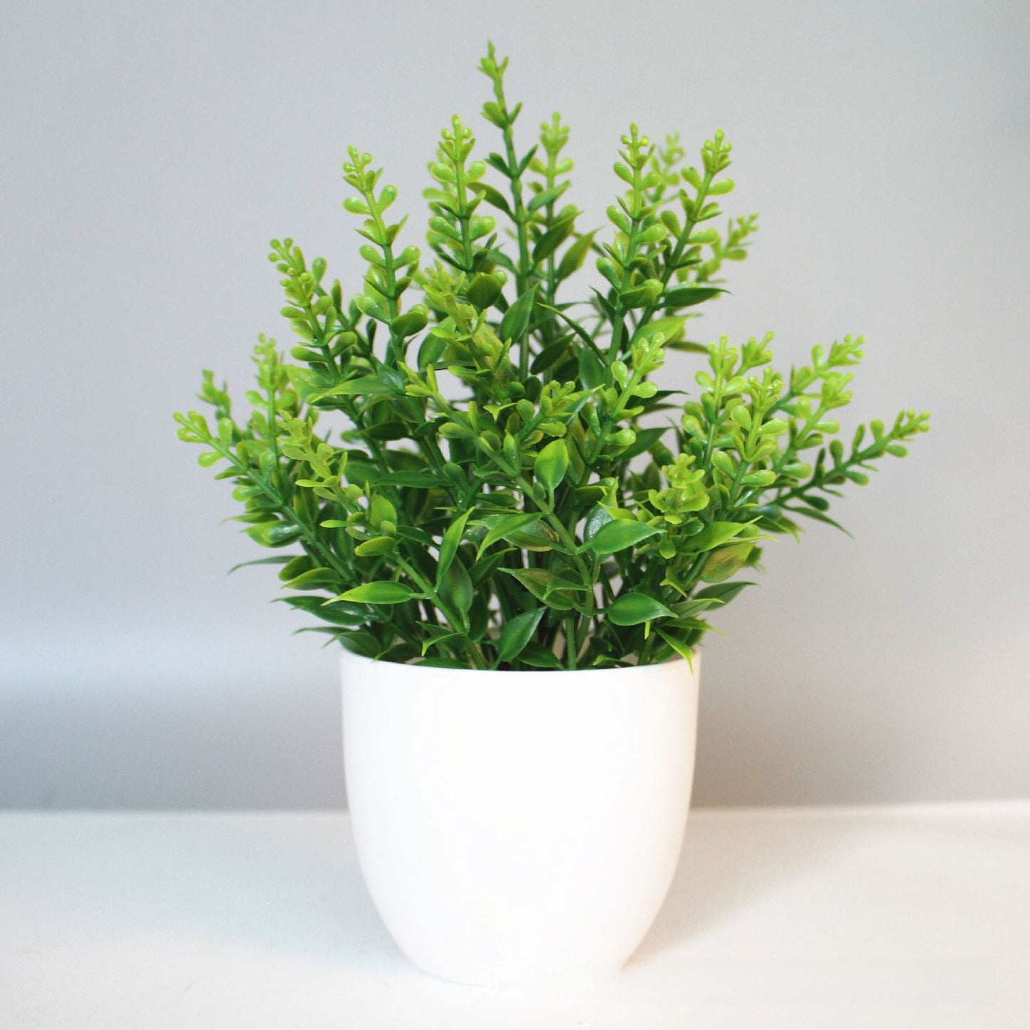 Eucalyptus small potted plant
