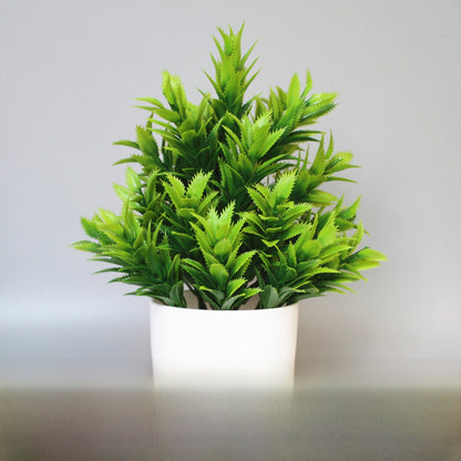 Eucalyptus small potted plant