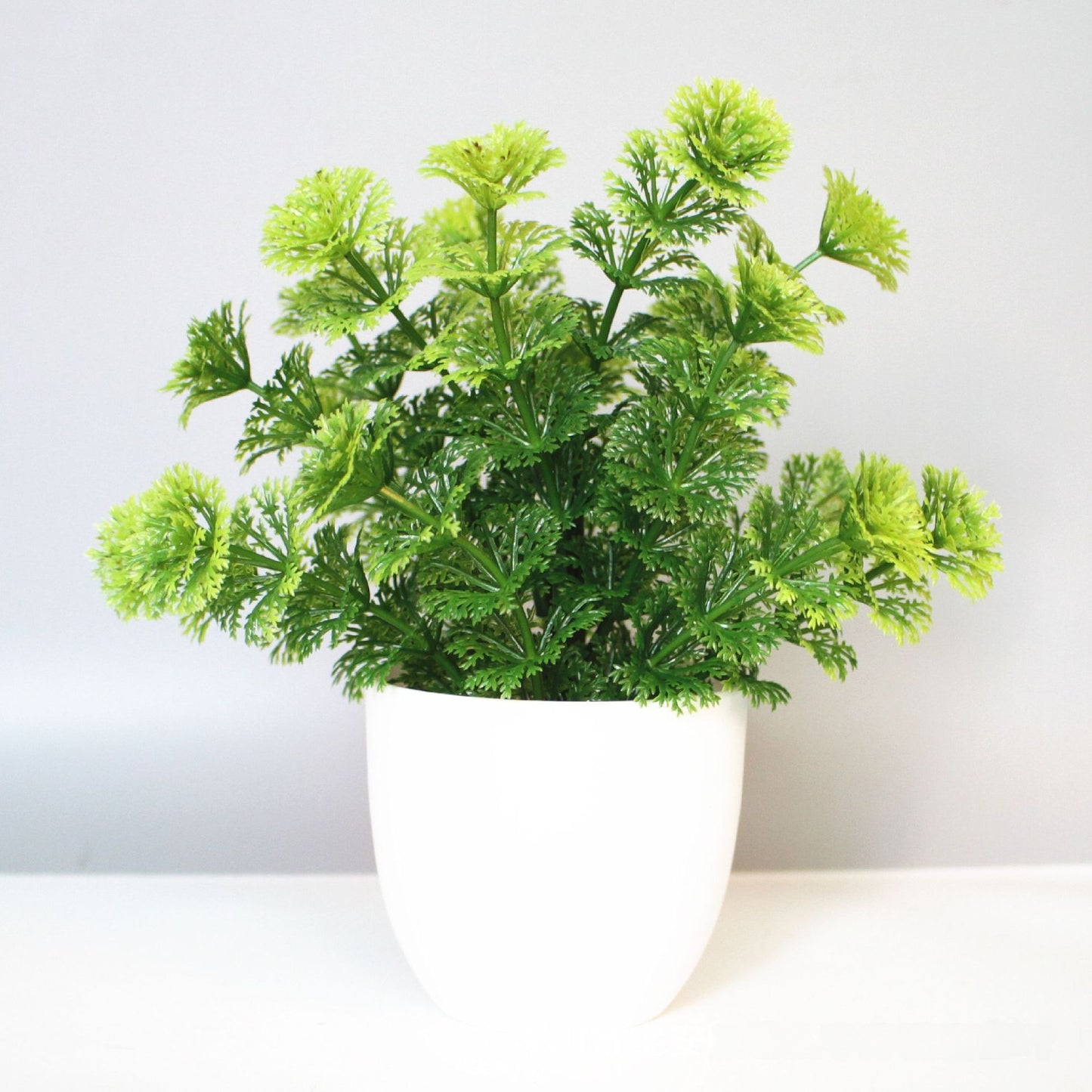 Eucalyptus small potted plant