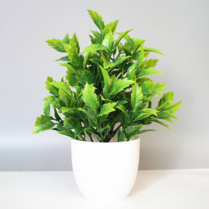 Eucalyptus small potted plant