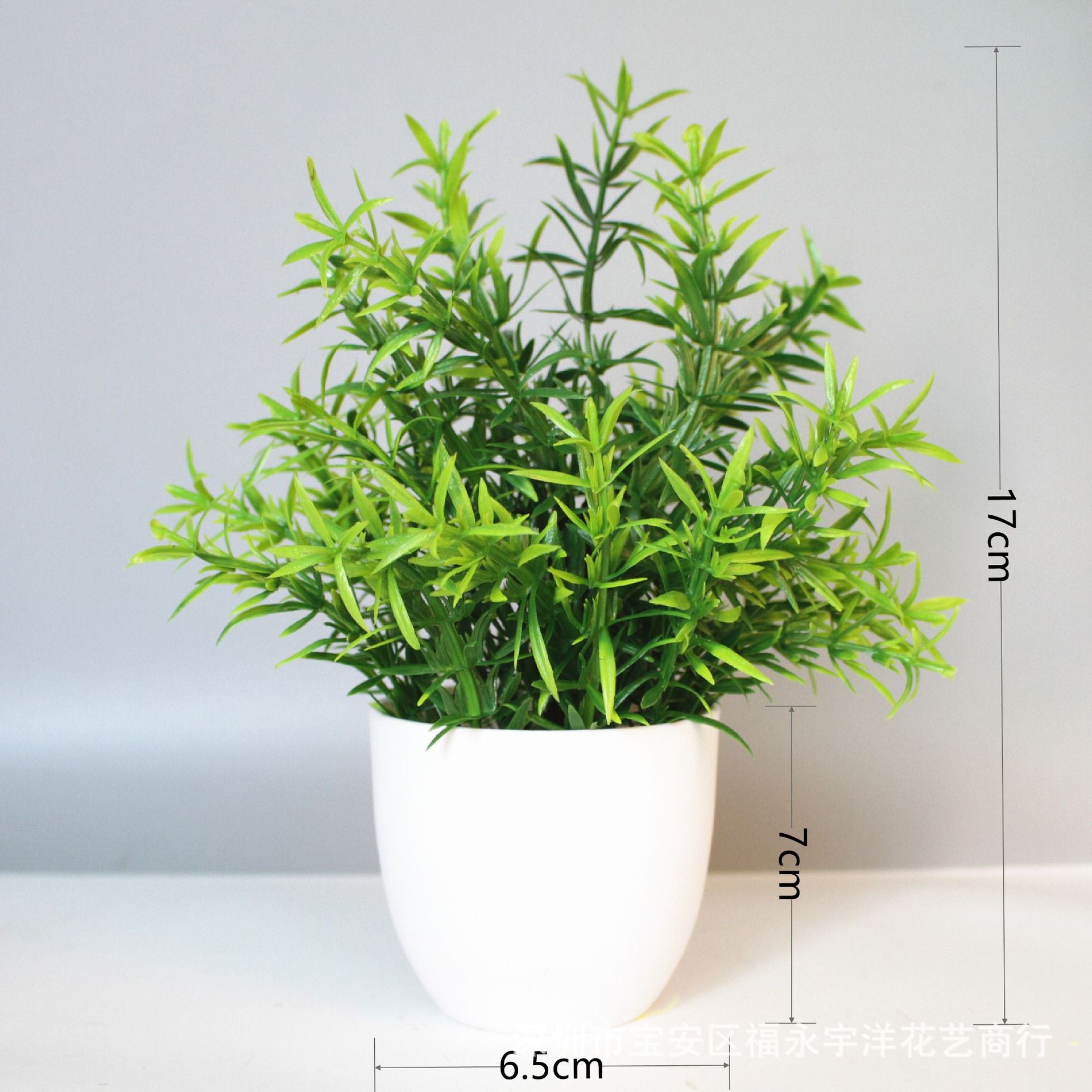 Eucalyptus small potted plant