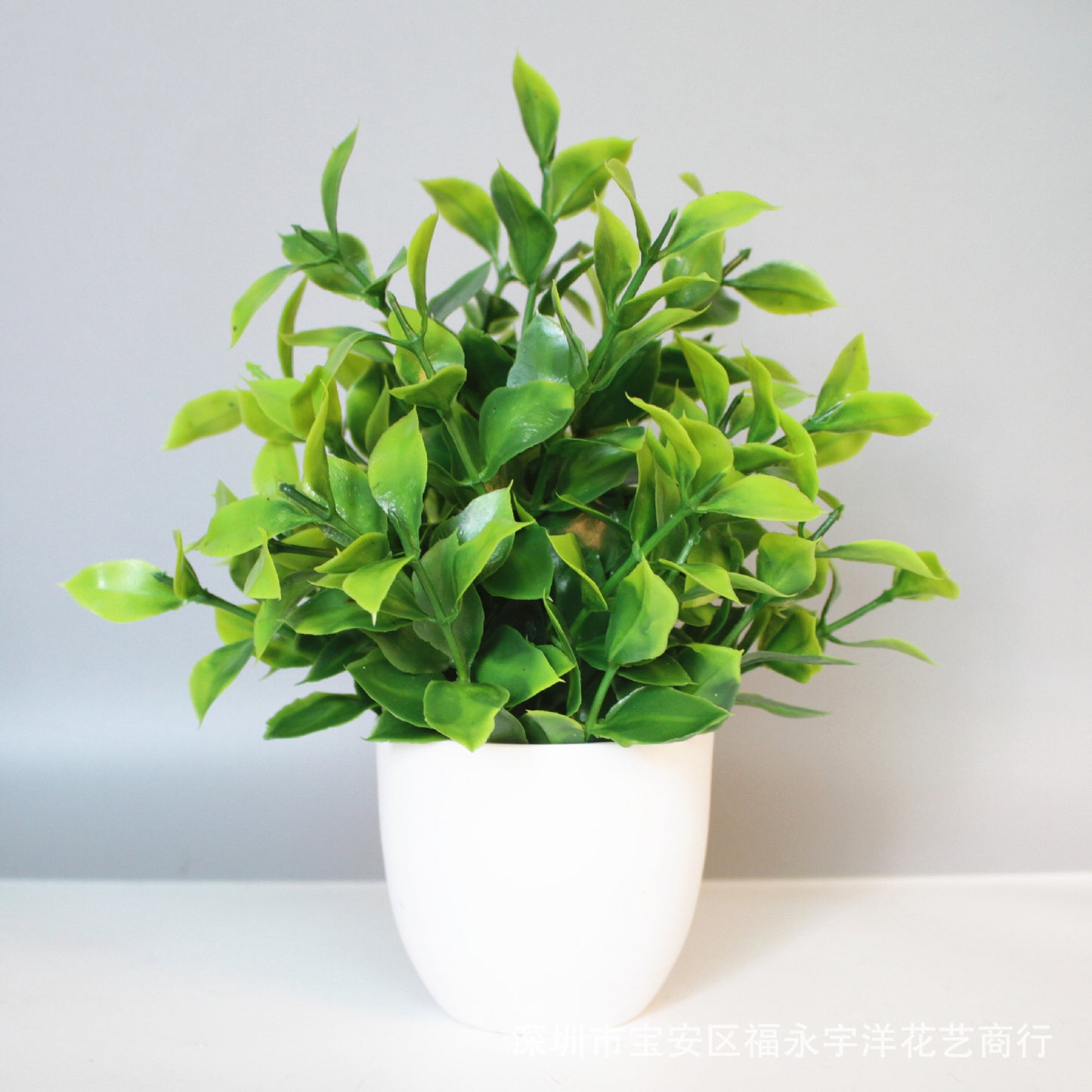 Eucalyptus small potted plant