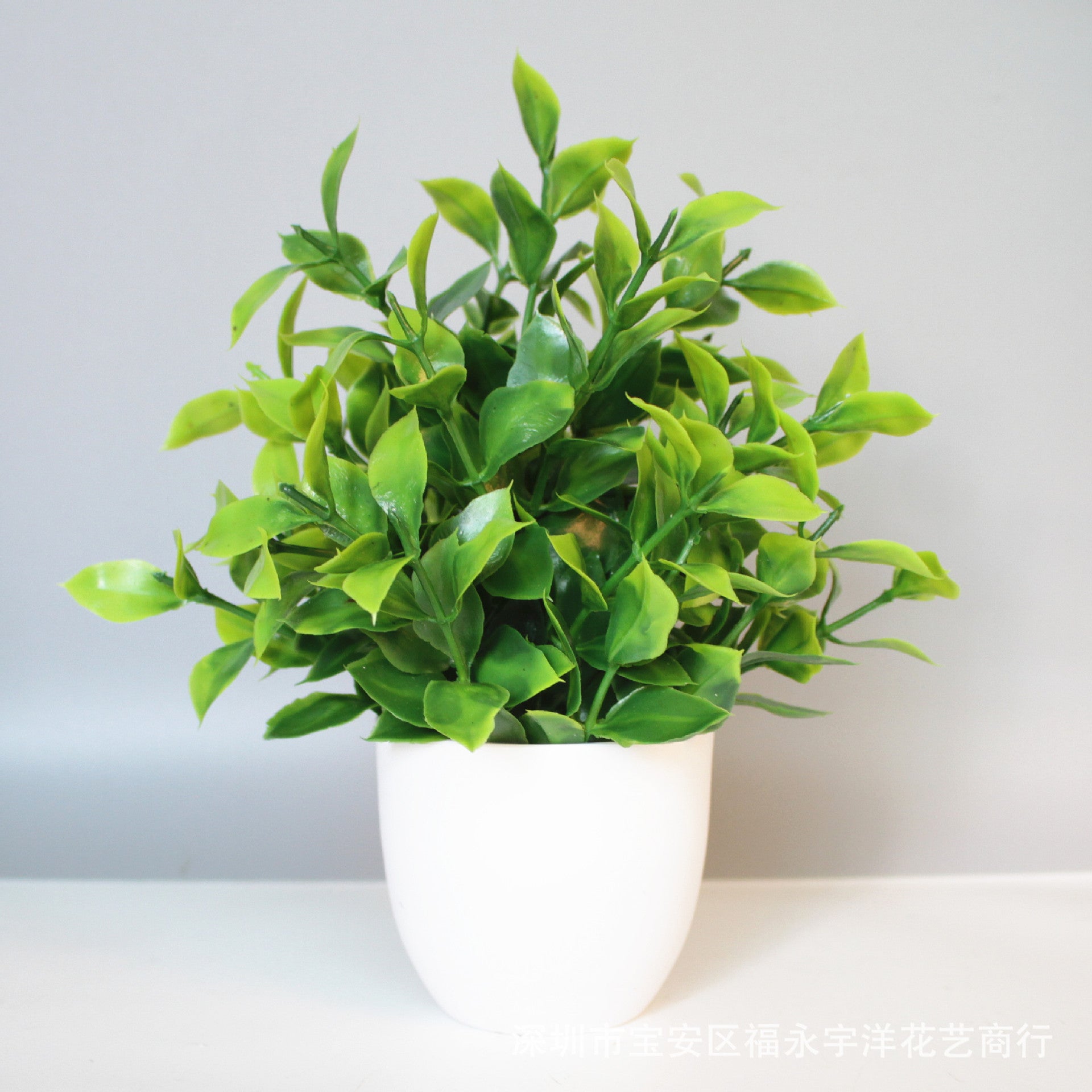 Eucalyptus small potted plant