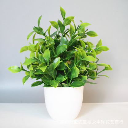 Eucalyptus small potted plant