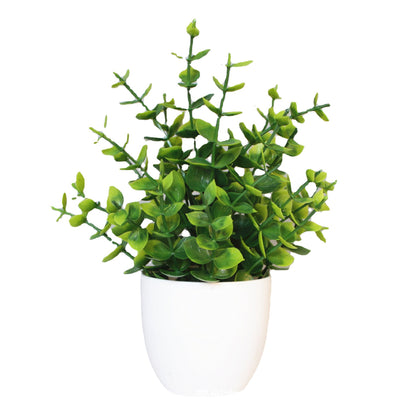 Eucalyptus small potted plant