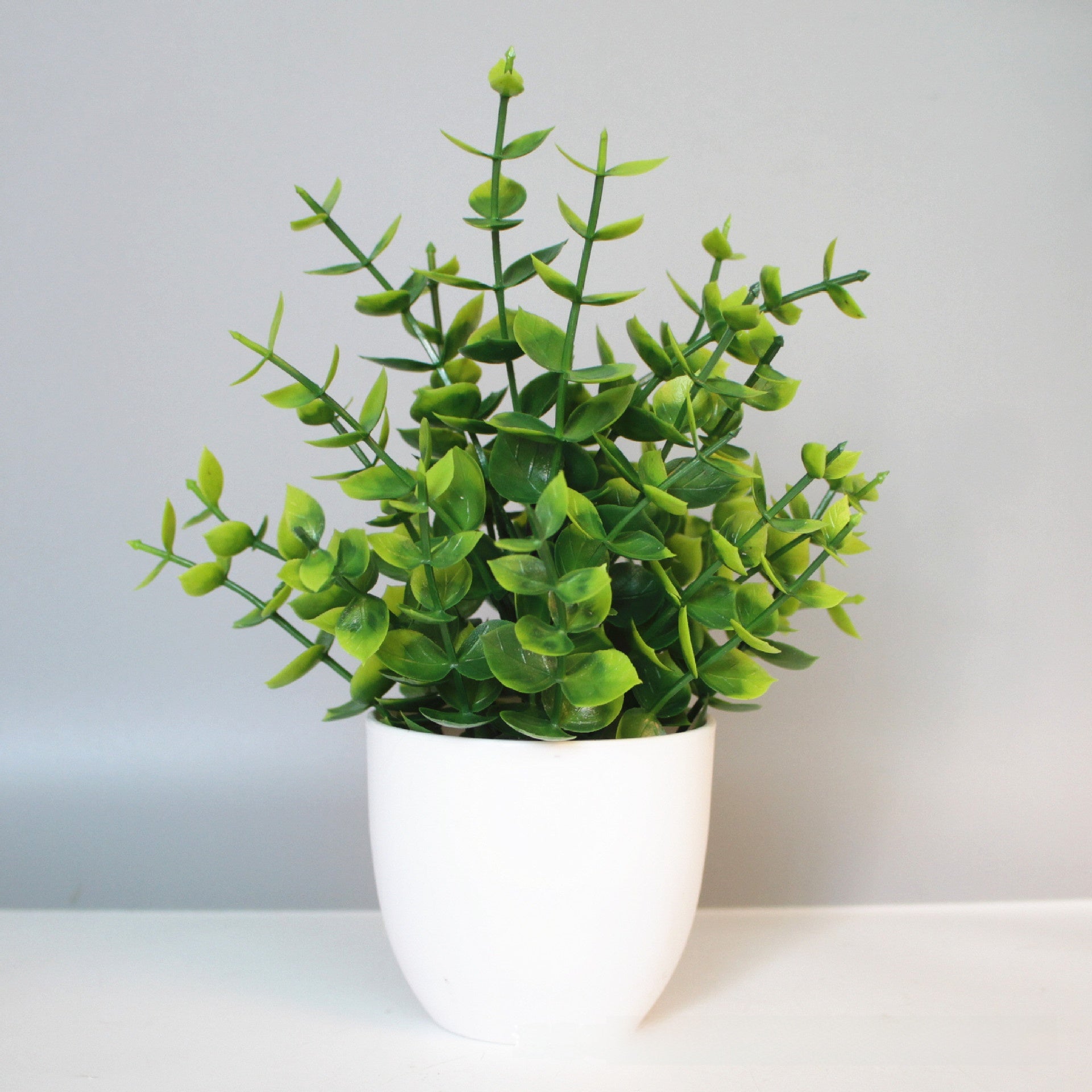 Eucalyptus small potted plant