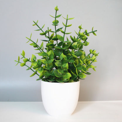 Eucalyptus small potted plant