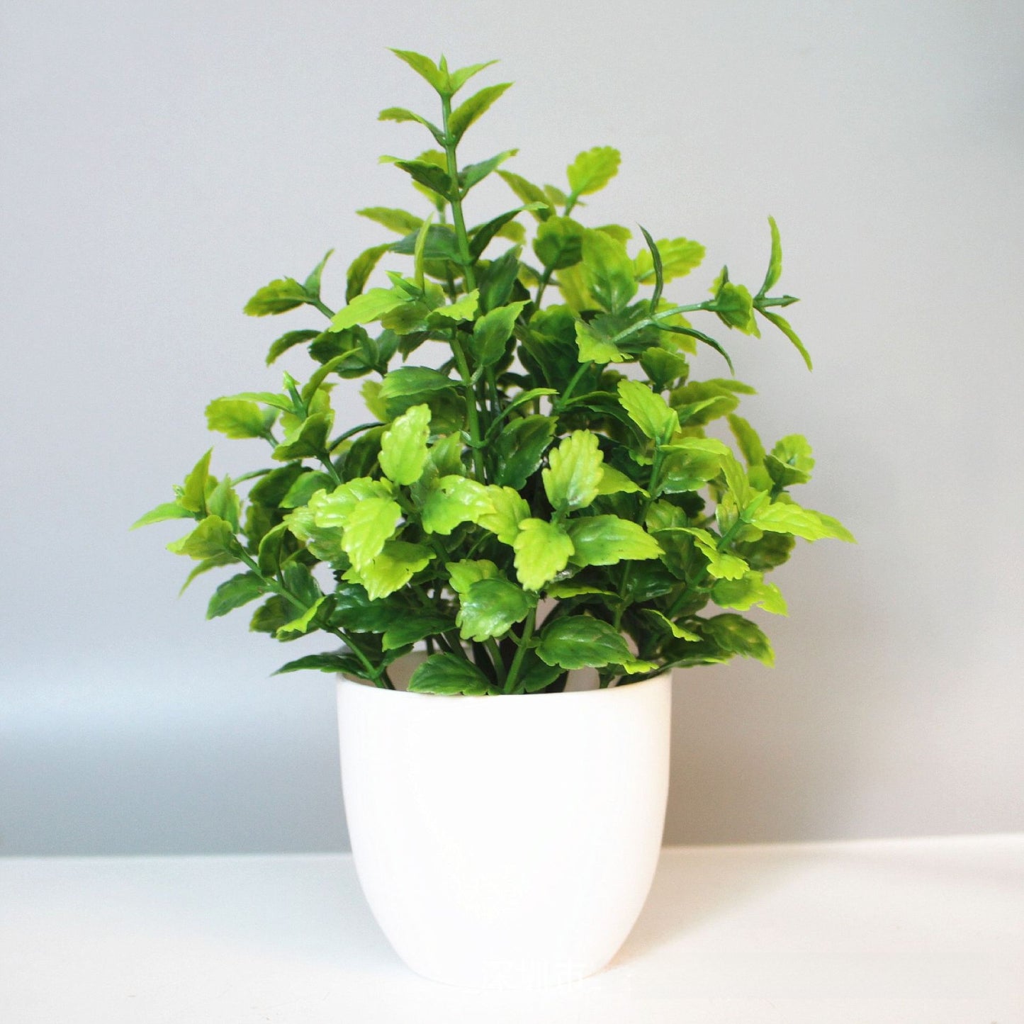 Eucalyptus small potted plant