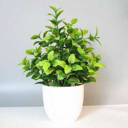 Eucalyptus small potted plant