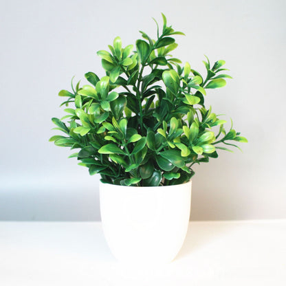 Eucalyptus small potted plant