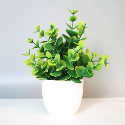 Eucalyptus small potted plant