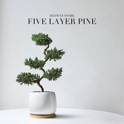 Five-Layer Pagoda Pine Bonsai with Ceramic Pot
