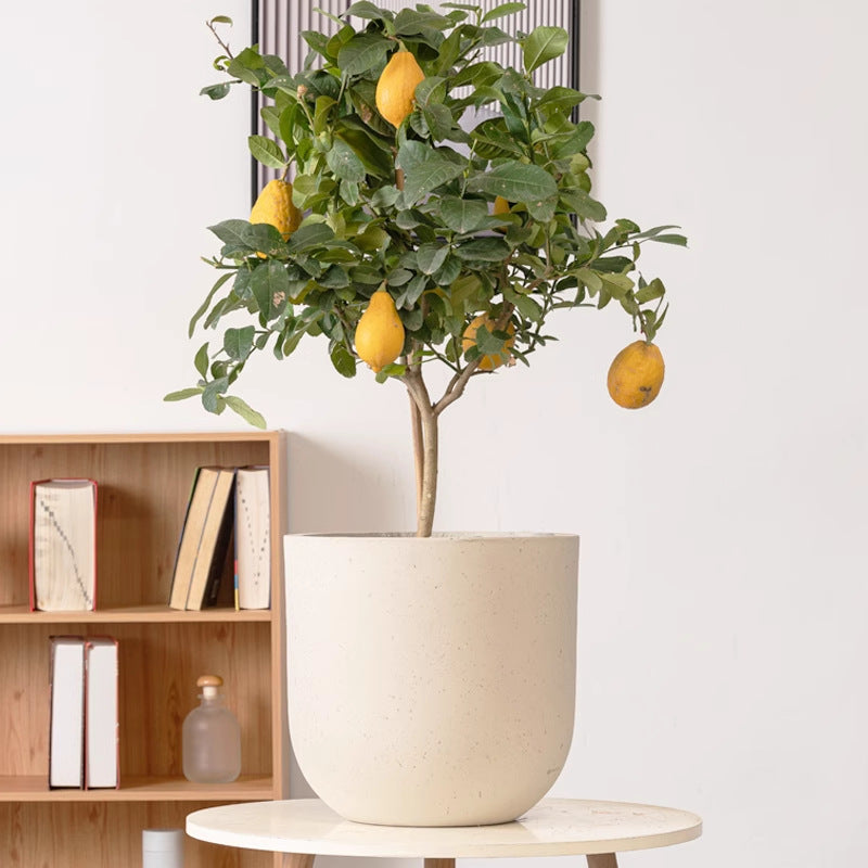 Flower Pot