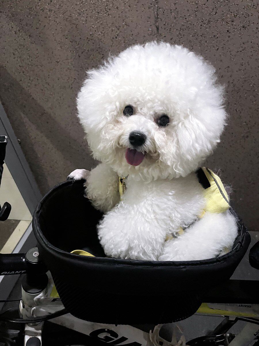 Foldable Bike Mounted Pet Basket Carrier