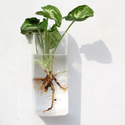 Glass Hydroponic Vase