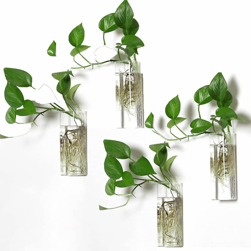 Glass Hydroponic Vase