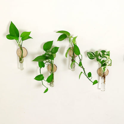 Glass Plant Vase