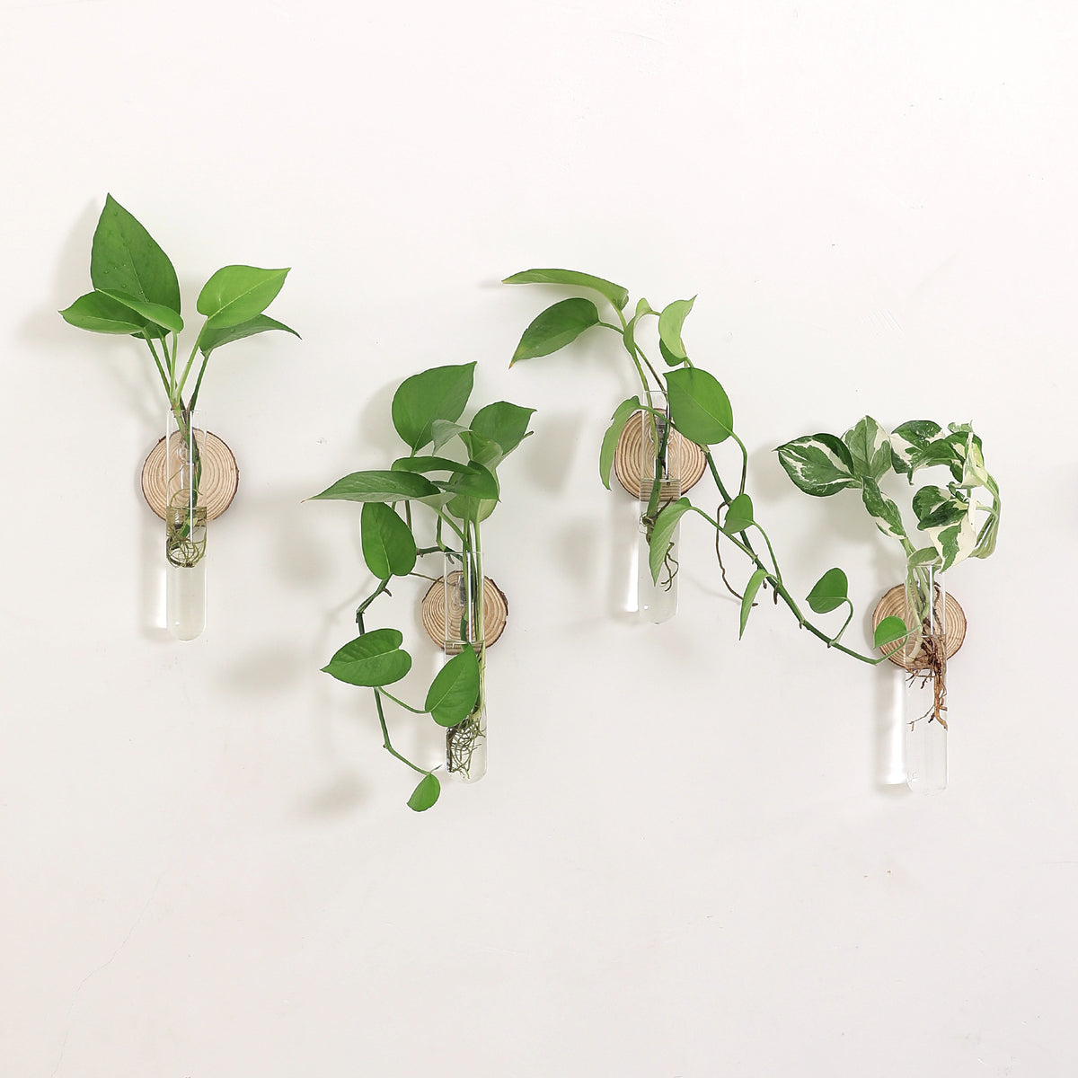 Glass Plant Vase