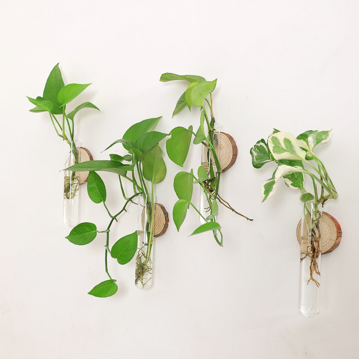 Glass Plant Vase