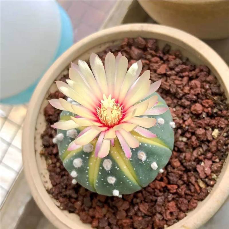 Golden Cactus Potted Succulent Plant