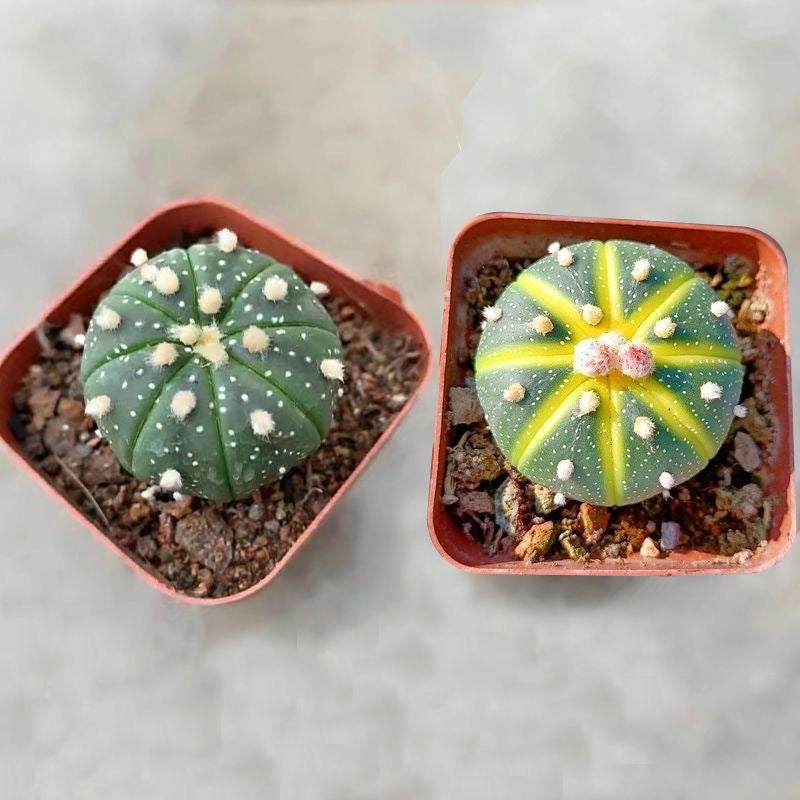 Golden Cactus Potted Succulent Plant