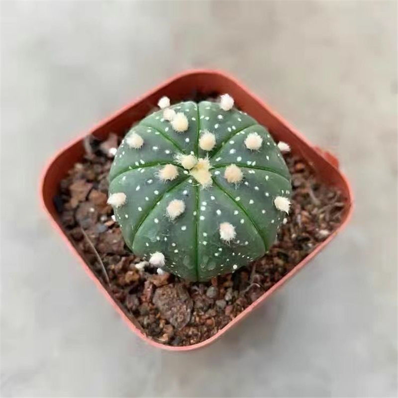 Golden Cactus Potted Succulent Plant