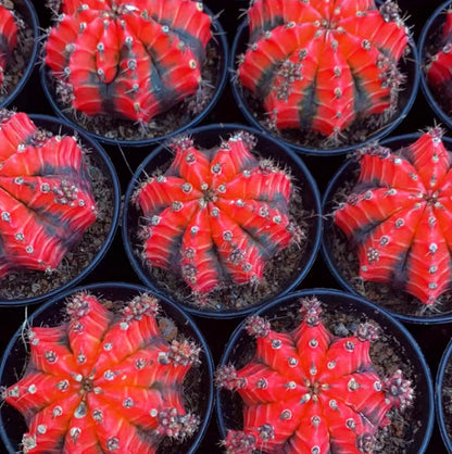 Grafted Peony Cactus Potted Succulent Plant