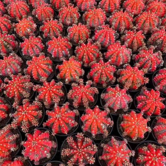 Grafted Peony Cactus Potted Succulent Plant