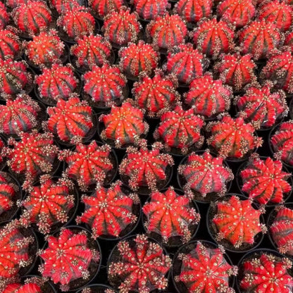 Grafted Peony Cactus Potted Succulent Plant