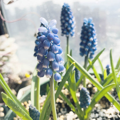 Grape Hyacinth Planting Bulbs