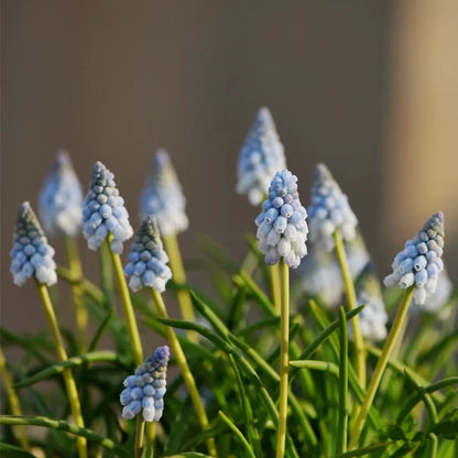 Grape Hyacinth Planting Bulbs