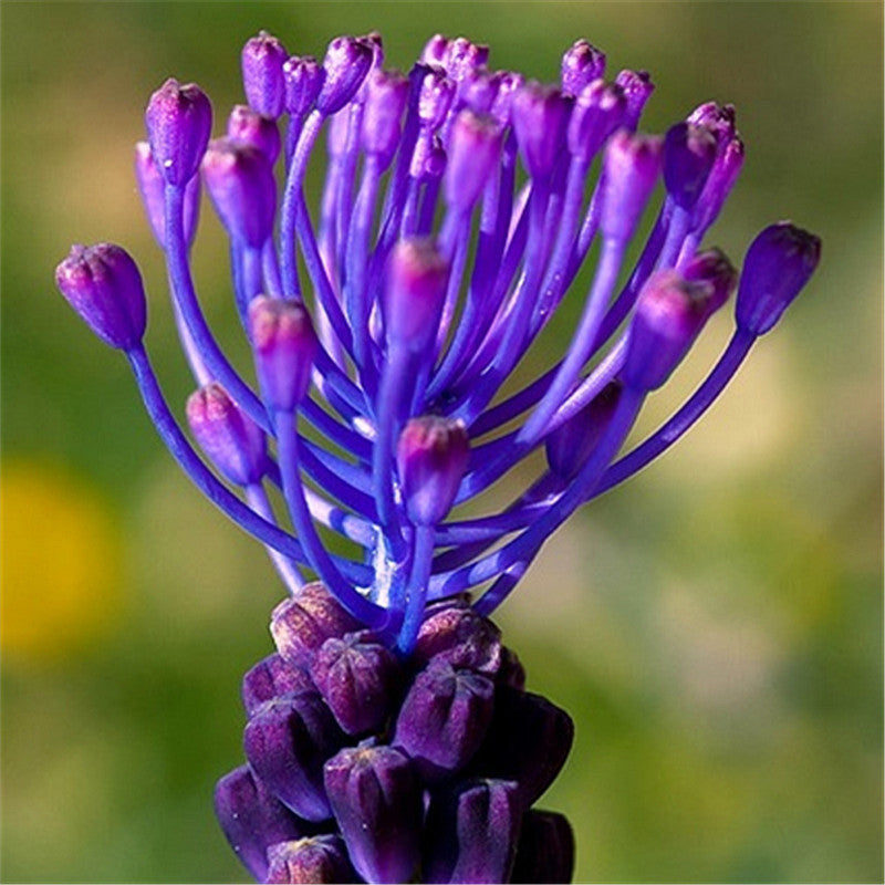 Grape Hyacinth Planting Bulbs