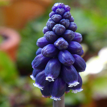 Grape Hyacinth Planting Bulbs