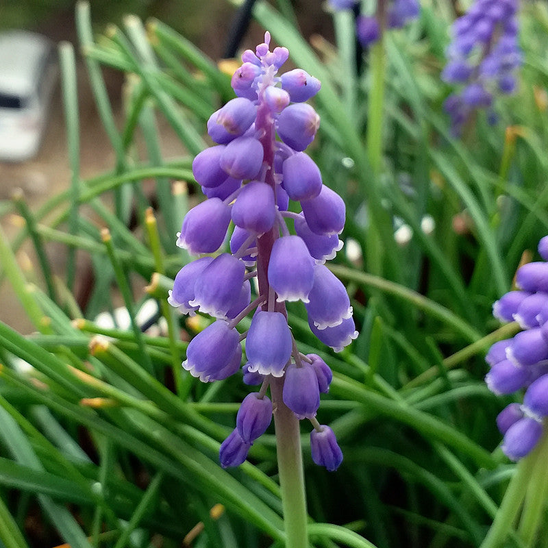 Grape Hyacinth Planting Bulbs
