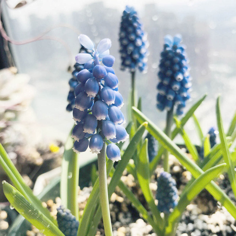 Grape Hyacinth Planting Bulbs