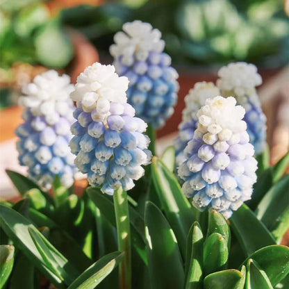 Grape Hyacinth Planting Bulbs