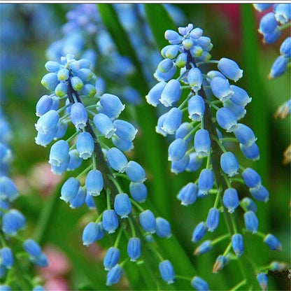 Grape Hyacinth Planting Bulbs