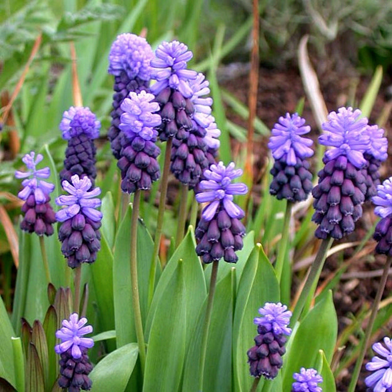 Grape Hyacinth Planting Bulbs