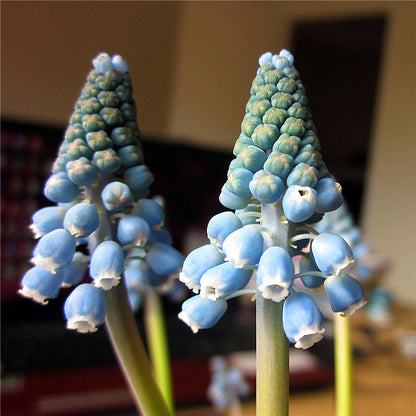 Grape Hyacinth Planting Bulbs