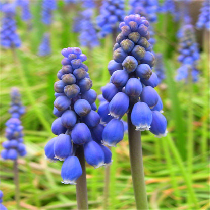 Grape Hyacinth Planting Bulbs
