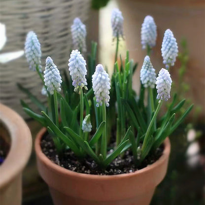 Grape Hyacinth Planting Bulbs
