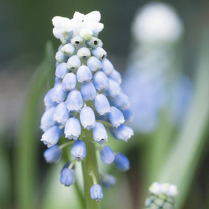 Grape Hyacinth Planting Bulbs