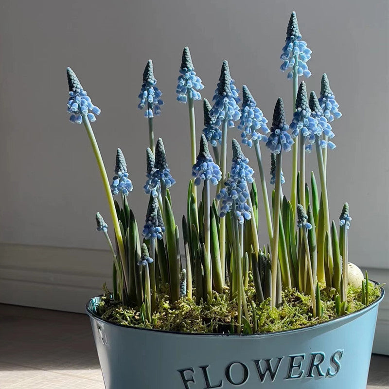 Grape Hyacinth Planting Bulbs