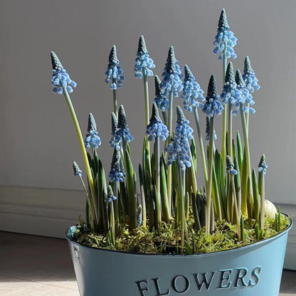 Grape Hyacinth Planting Bulbs