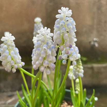 Grape Hyacinth Planting Bulbs