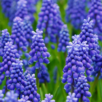 Grape Hyacinth Planting Bulbs